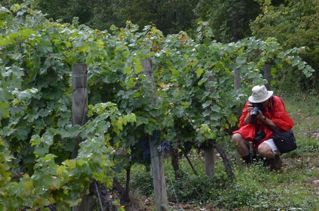 Bob in vineyard, at Il Colombaio di Cencio, Gaiole, Chianti, Tuscany, Italy