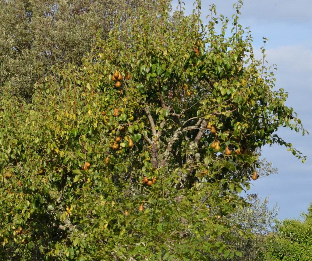 Bosc pears ripe at Il Colombaio di Cencio, Gaiole, Chianti, Tuscany, Italy