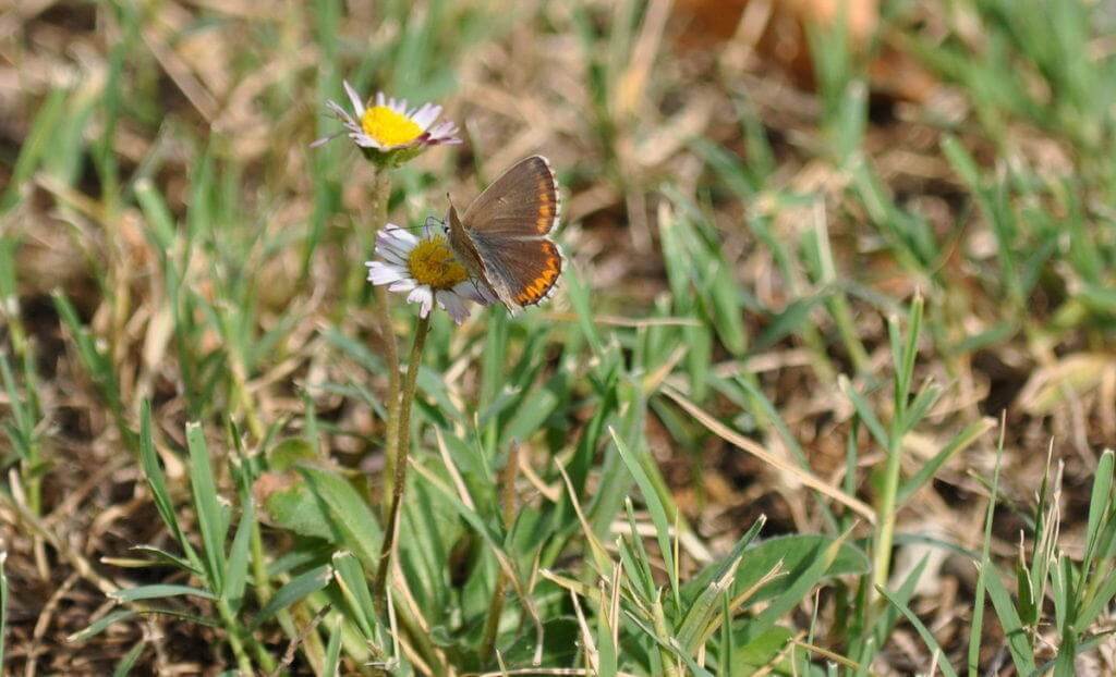 Image of a Brown Argus Butterfly, male, at Il Colombaio di Cencio, Gaiole, Chianti, Tuscany, Italy