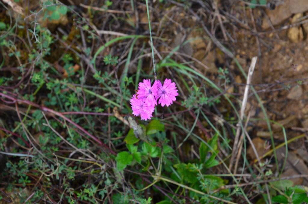 Iage of Carthusian Pink Dianthus at Il Colombaio di Cencio, Gaiole, Chianti, Tuscany, Italy