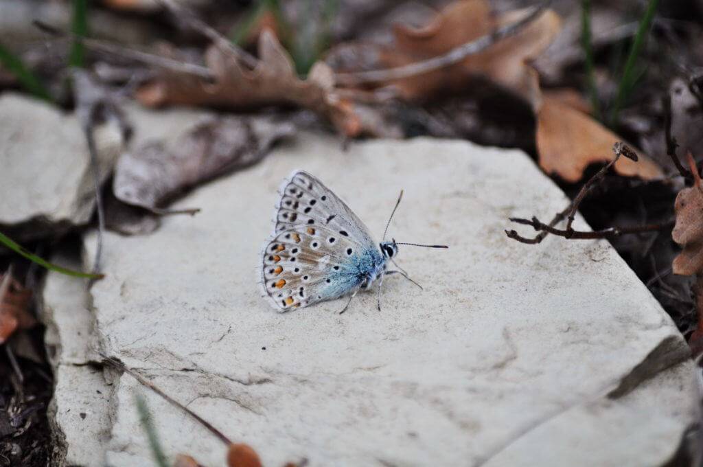 Image of a Chapman's Blue Butterfly at Il Colombaio di Cencio, Gaiole, Chianti, Tuscany, Italy