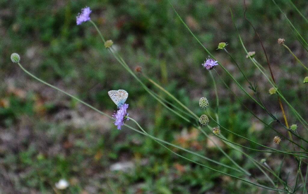 Image of a Chapman's Blue Butterfly at Il Colombaio di Cencio, Gaiole, Chianti, Tuscany, Italy 3