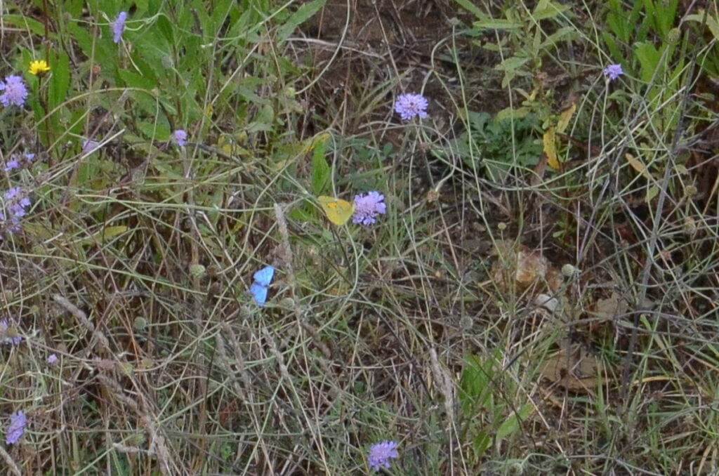 Image of a Clouded Yellow Butterfly at Il Colombaio di Cencio, Gaiole, Chianti, Tuscany, Italy