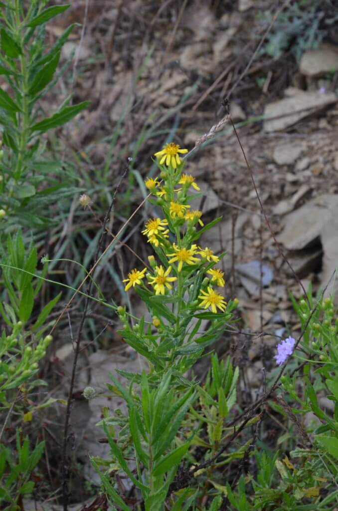 Image of Common Ragwort at Il Colombaio di Cencio, Gaiole, Chianti, Tuscany, Italy