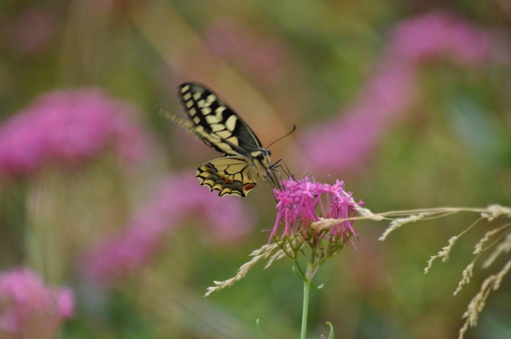 Image of a Corsican Swallowtail butterfly at Il Colombaio di Cencio in Gaiole, Chianti, Tuscany, Italy