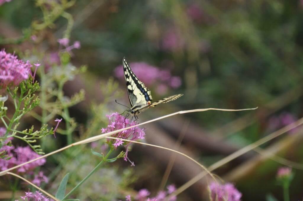 Image of a Corsican Swallowtail butterfly at Il Colombaio di Cencio, Gaiole, Chianti, Tuscany, Italy