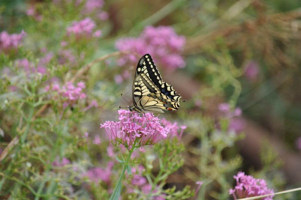 Image of a Corsican Swallowtail butterfly at Il Colombaio di Cencio, Gaiole, Chianti, Tuscany, Italy