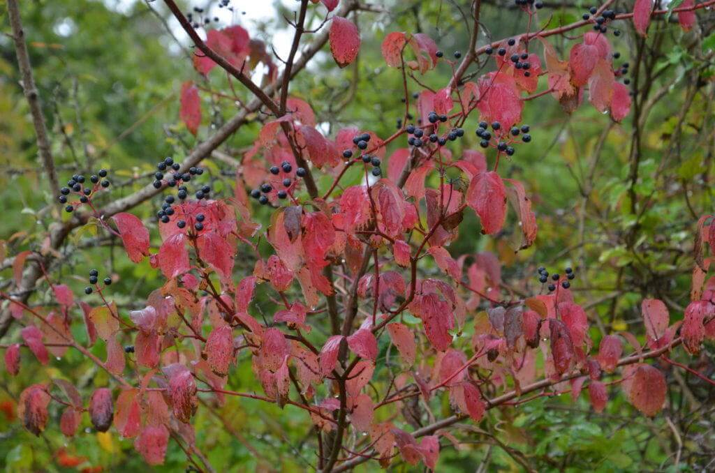 Fall colour at Il Colombaio di Cencio, Gaiole, Chianti, Tuscany, Italy 1