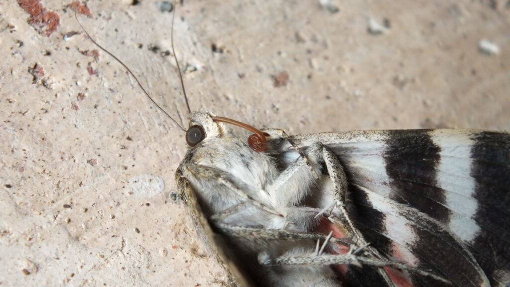 Close up of the head of a French Red Underwing Moth at Il Colombaio di Cencio, Gaiole, Chianti, Tuscany, Italy 5