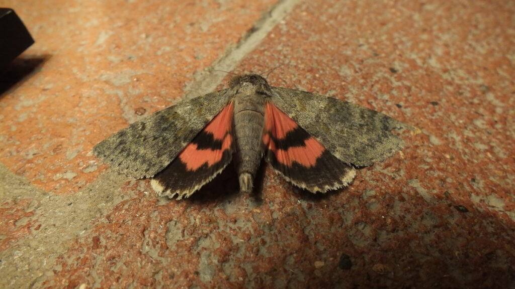 Image of a French Red Underwing Moth at Il Colombaio di Cencio, Gaiole, Chianti, Tuscany, Italy