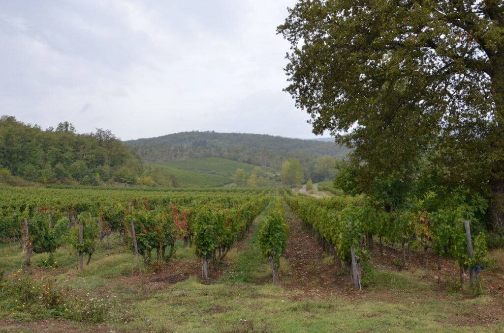 Grape vines at Il Colombaio di Cencio winery in Tuscany