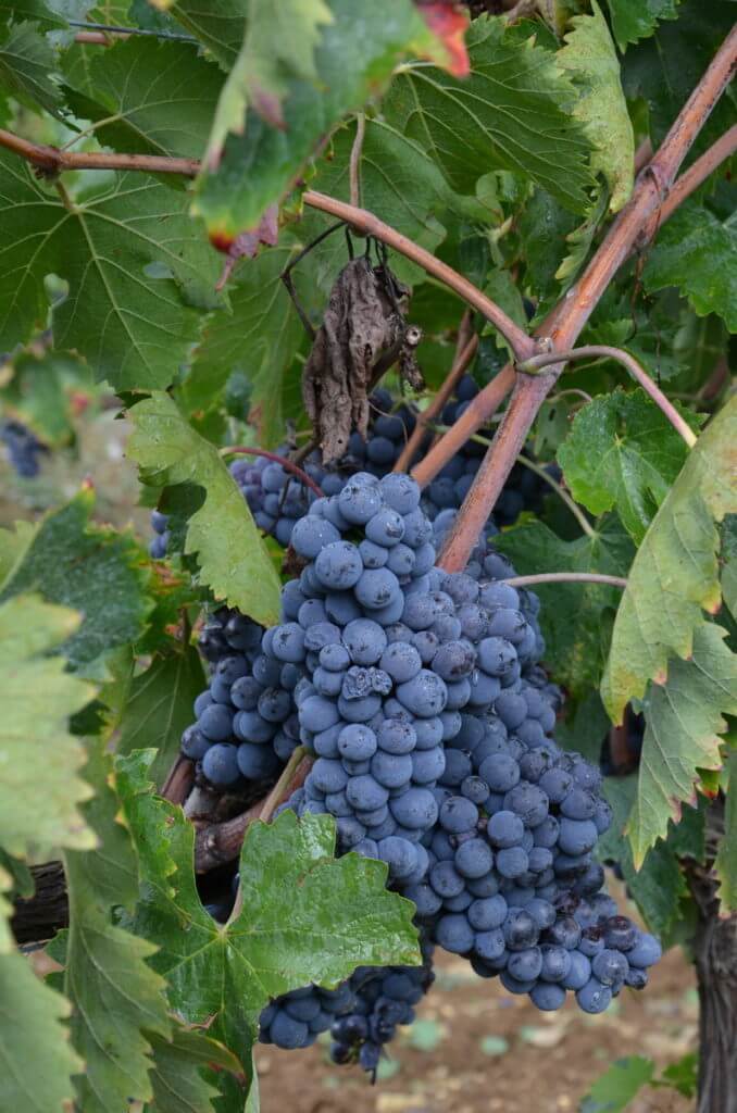 Grapes at Il Colombaio di Cencio, Gaiole, Chianti, Tuscany, Italy