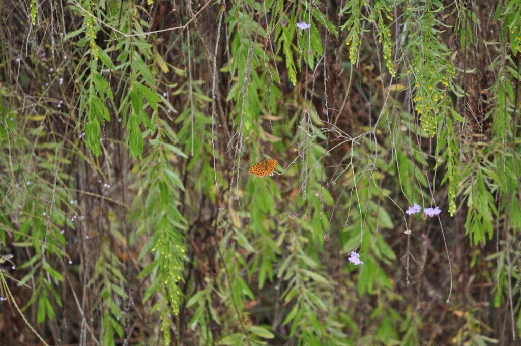 Image of a High Brown Fritillary Butterfly at Il Colombaio di Cencio, Gaiole, Chianti, Tuscany, Italy