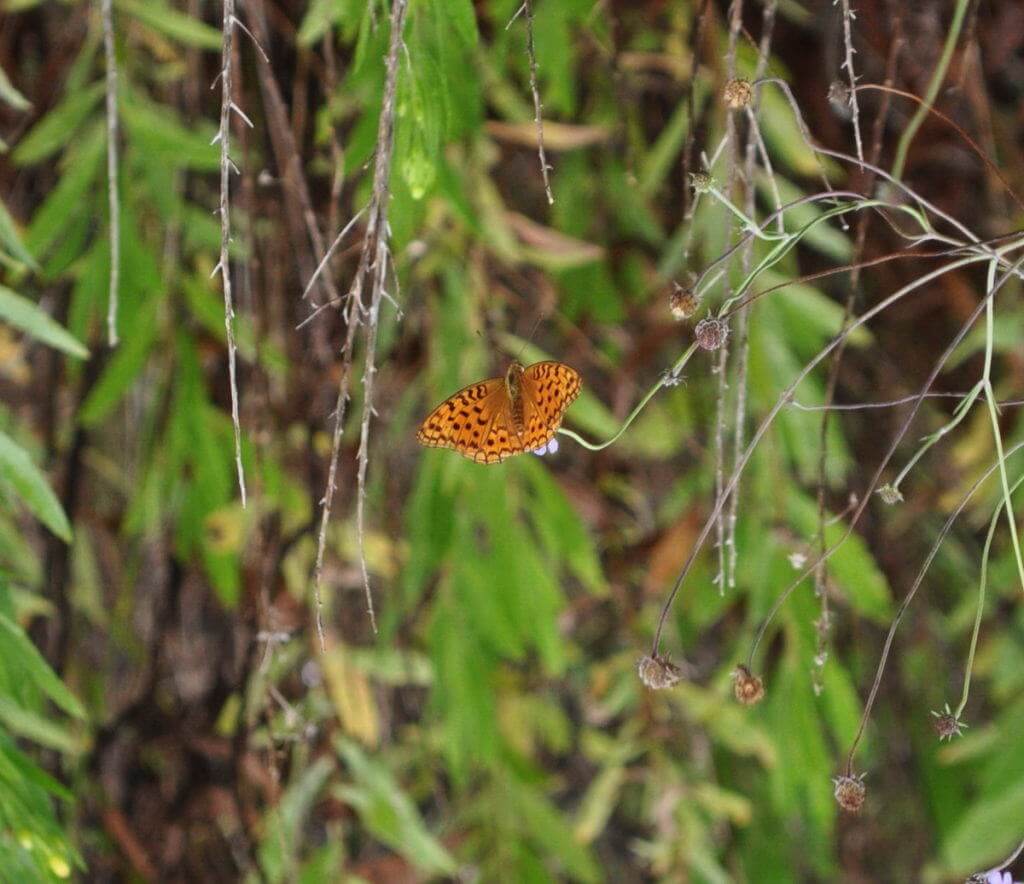 Image of a High Brown Fritillary Butterfly at Il Colombaio di Cencio, Gaiole, Chianti, Tuscany, Italy2