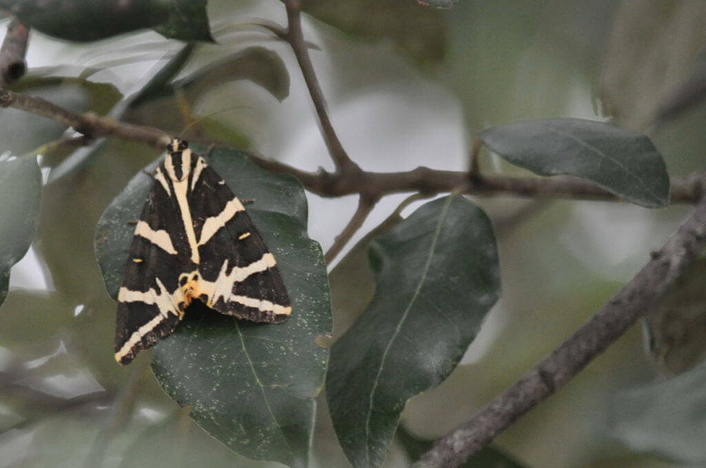 Image of a Jersey Tiger Moth at Il Colombaio di Cencio, Gaiole, Chianti, Tuscany, Italy