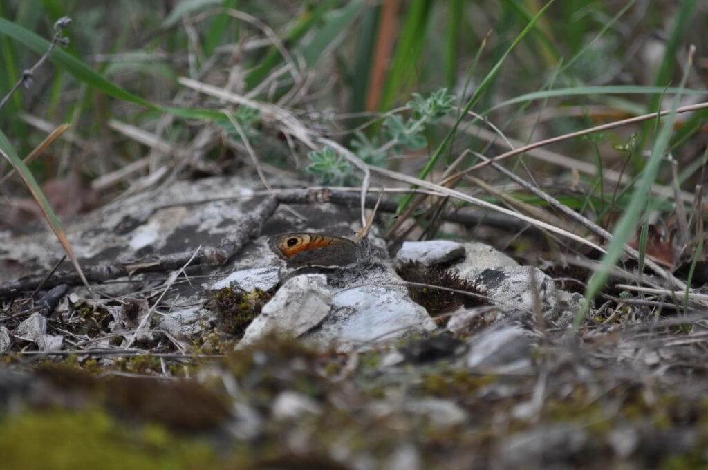 Image of a Large Wall Brown Butterfly female at Il Colombaio di Cencio, Gaiole, Chianti, Tuscany, Italy