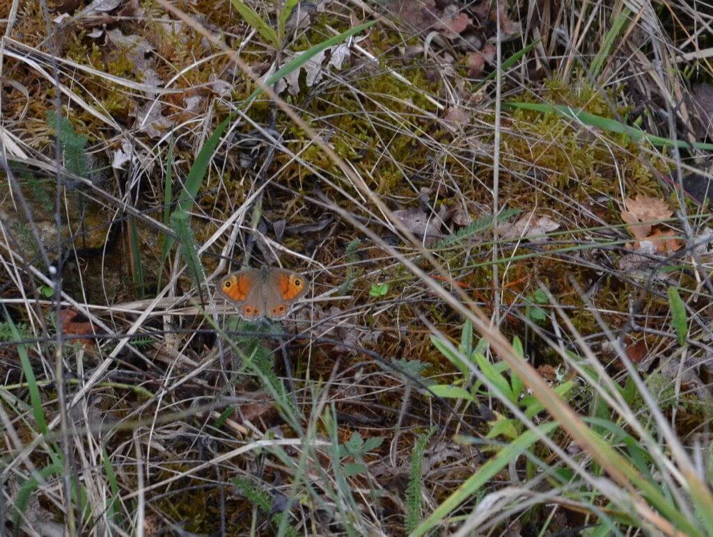 Image of a Large Wall Brown Butterfly female at Il Colombaio di Cencio, Gaiole, Chianti, Tuscany, Italy