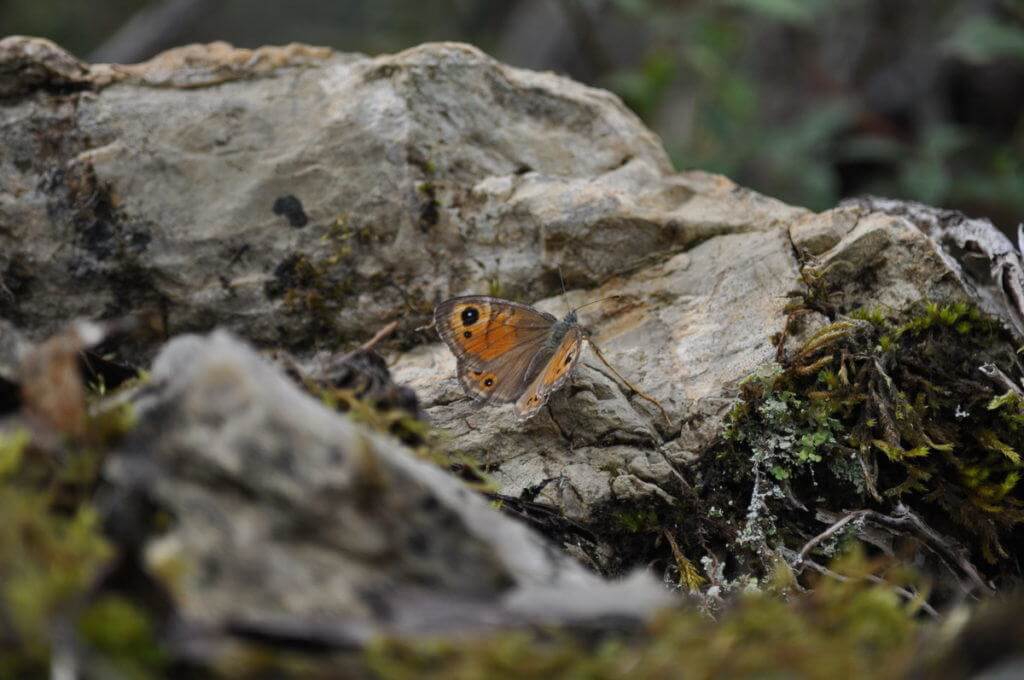 Unknown butterfly at Il Colombaio di Cencio, Gaiole, Chianti, Tuscany, Italy