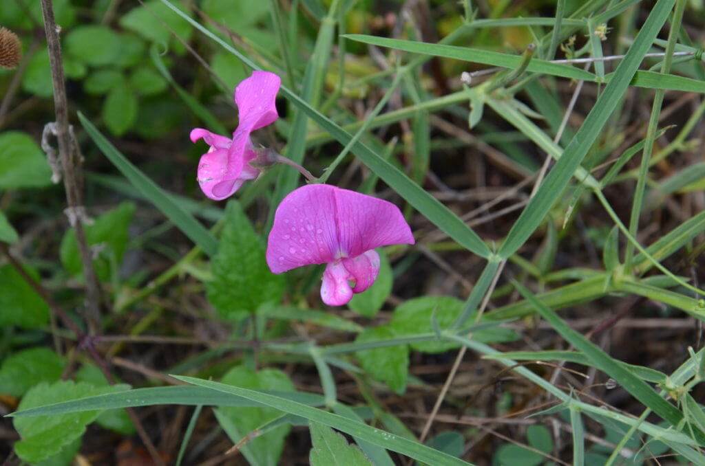 Image of Narrow-leaved Everlasting Pea at Il Colombaio di Cencio, Gaiole, Chianti, Tuscany, Italy