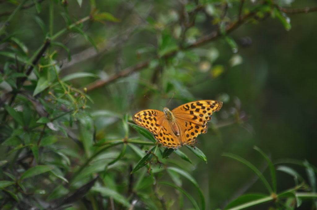 Image of a Niobe Fritillary Butterfly at Il Colombaio di Cencio, Gaiole, Chianti, Tuscany, Italy