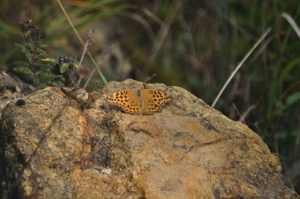 Image of a Niobe Fritillary Butterfly at Il Colombaio di Cencio, Gaiole, Chianti, Tuscany, Italy