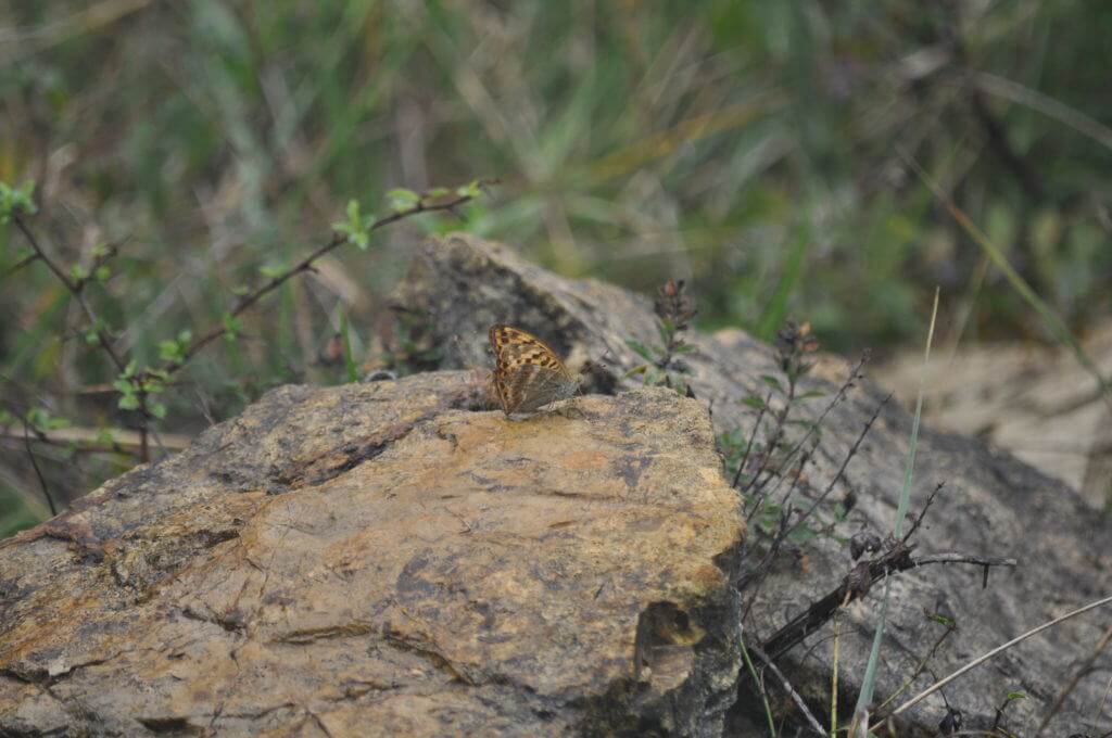 Image of a Niobe Fritillary Butterfly at Il Colombaio di Cencio, Gaiole, Chianti, Tuscany, Italy