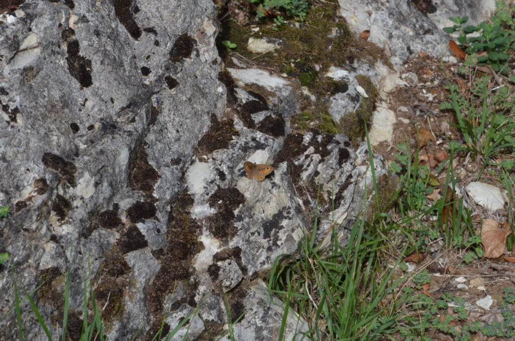 Image of a Northern Wall Brown Butterfly at Il Colombaio di Cencio, Gaiole, Chianti, Tuscany, Italy