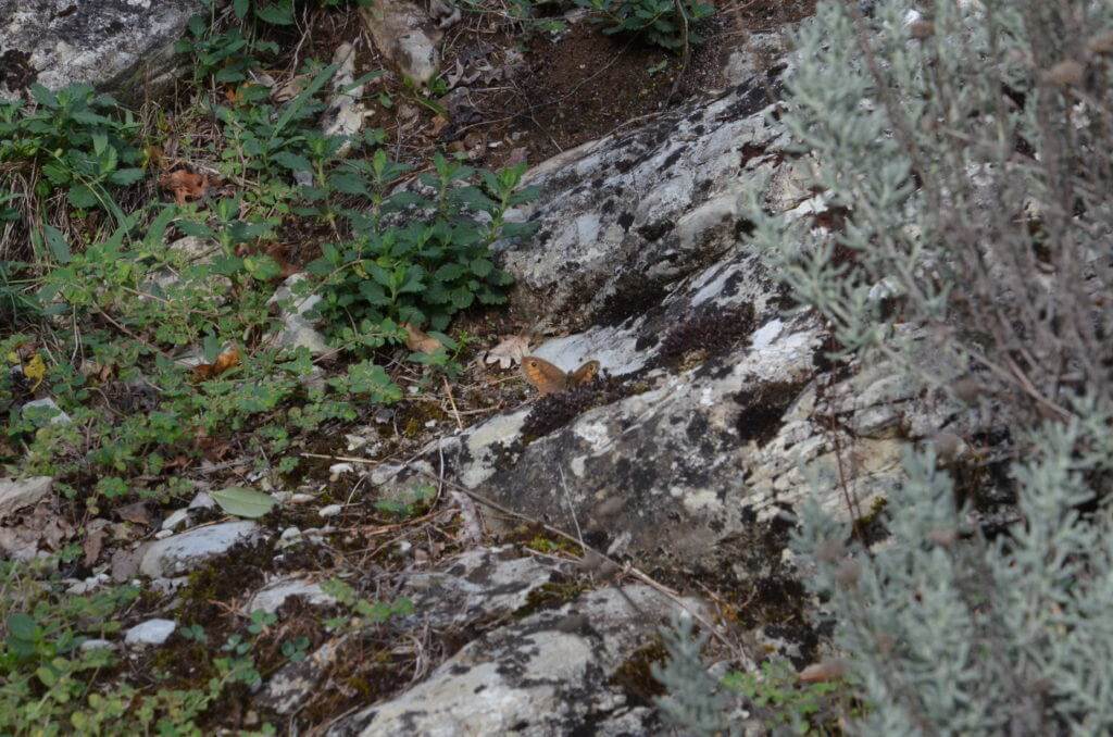 Image of a Northern Wall Brown Butterfly at Il Colombaio di Cencio, Gaiole, Chianti, Tuscany, Italy