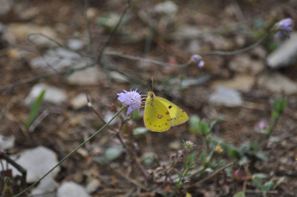 Image of a Pale Clouded Yellow Butterfly at Il Colombaio di Cencio, Gaiole, Chianti, Tuscany, Italy