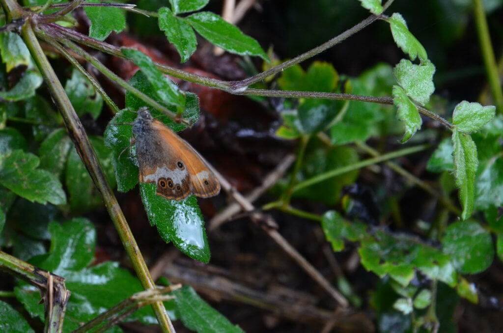 Image of a Pearly Heath Butterfly at Il Colombaio di Cencio, Gaiole, Chianti, Tuscany, Italy