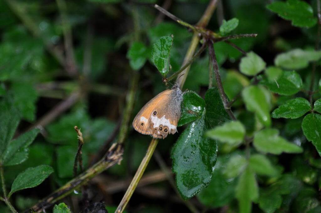 Image of a Pearly Heath Butterfly at Il Colombaio di Cencio, Gaiole, Chianti, Tuscany, Italy
