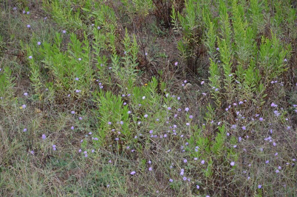 Pincushion Flowers at Il Colombaio di Cencio, Gaiole, Chianti, Tuscany, Italy