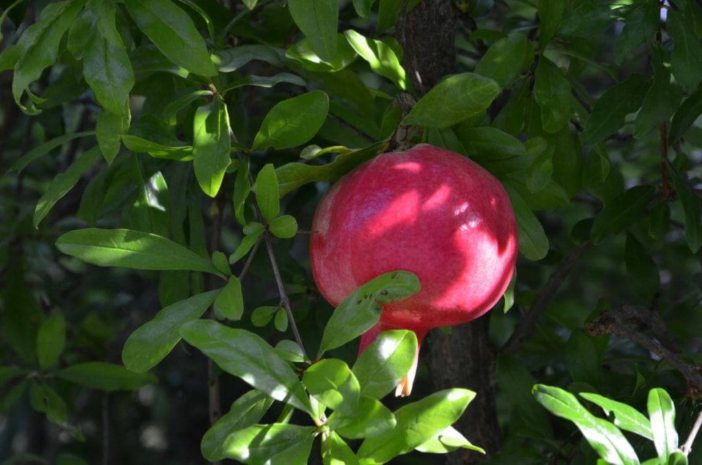 Pomegranate plump and ripe at Il Colombaio di Cencio, Gaiole, Chianti, Tuscany, Italy