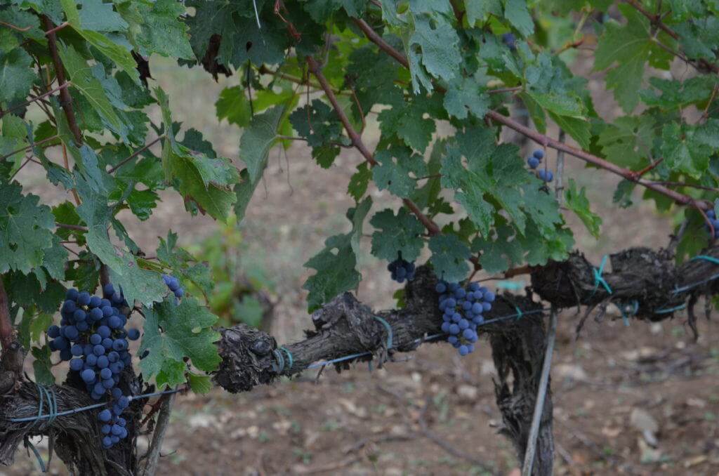 Image of purple grapes in the vineyard at Il Colombaio di Cencio, Gaiole, Chianti, Tuscany, Italy