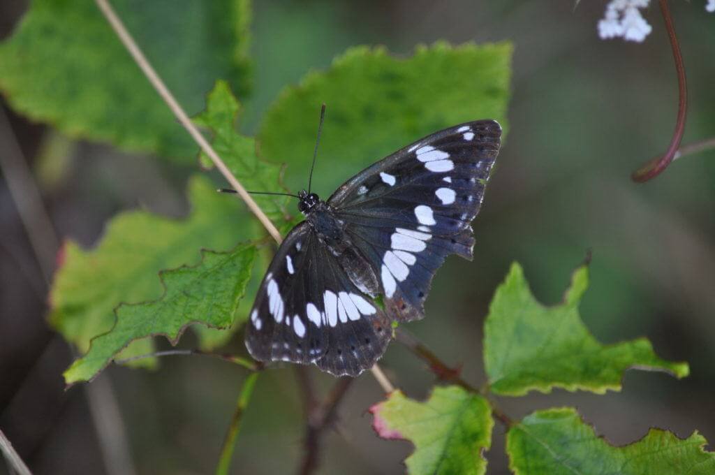 Image of Southern White Admiral Butterfly at Il Colombaio di Cencio, Gaiole, Chianti, Tuscany, Italy