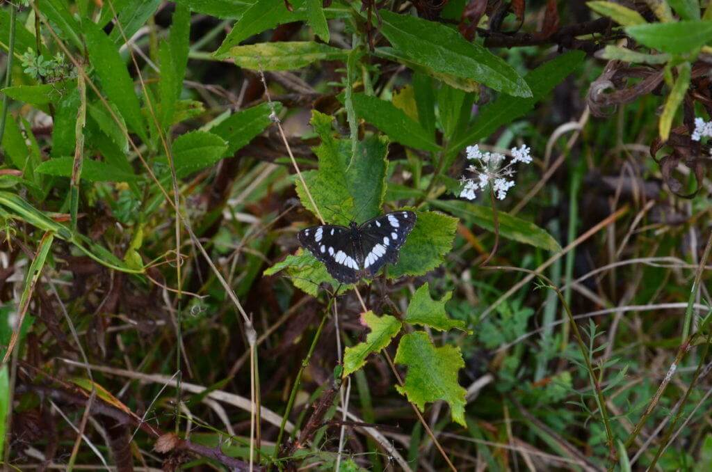 Image of a Southern White Admiral Butterfly at Il Colombaio di Cencio, Gaiole, Chianti, Tuscany, Italy