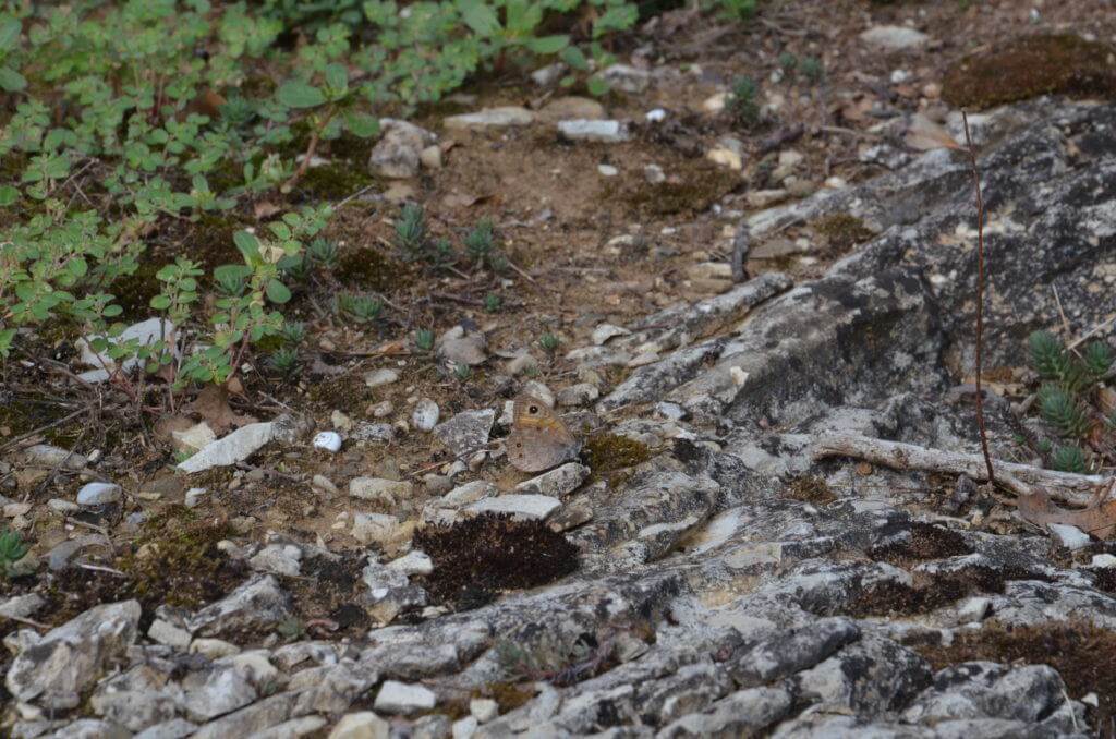 Image of a Wall Brown Butterfly at Il Colombaio di Cencio, Gaiole, Chianti, Tuscany, Italy.