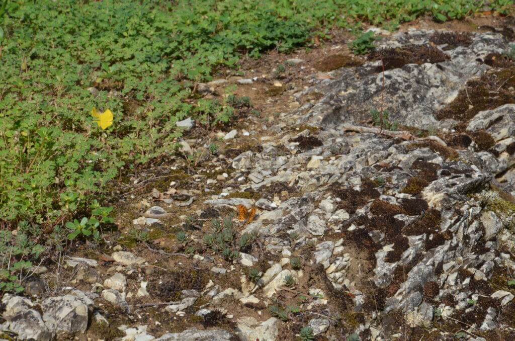 Image of a Wall Brown Butterfly male at Il Colombaio di Cencio, Gaiole, Chianti, Tuscany, Italy