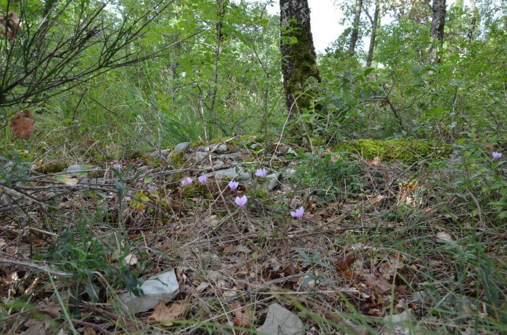 Wild Cyclamen Persicum at Il Colombaio di Cencio, Gaiole, Chianti, Tuscany, Italy 1