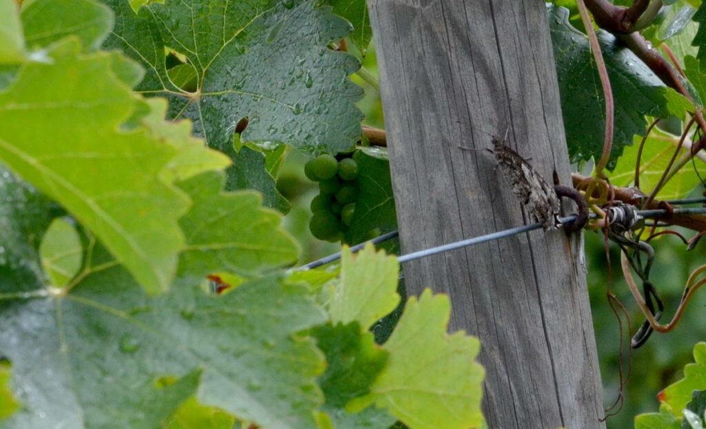Image of a Woodland Grayling Butterfly at Il Colombaio di Cencio, Gaiole, Chianti, Tuscany, Italy