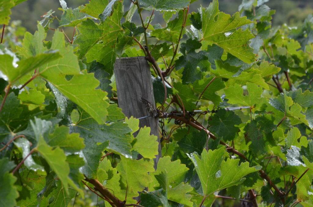 Image of a Woodland Grayling Butterfly at Il Colombaio di Cencio, Gaiole, Chianti, Tuscany, Italy