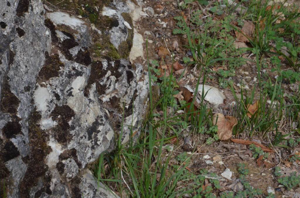 Woodland Grayling Butterfly at Il Colombaio di Cencio, Gaiole, Chianti, Tuscany, Italy