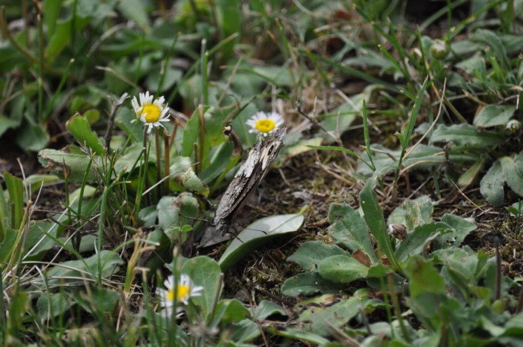 Image of a Woodland Grayling Butterfly at Il Colombaio di Cencio, Gaiole, Chianti, Tuscany, Italy 2