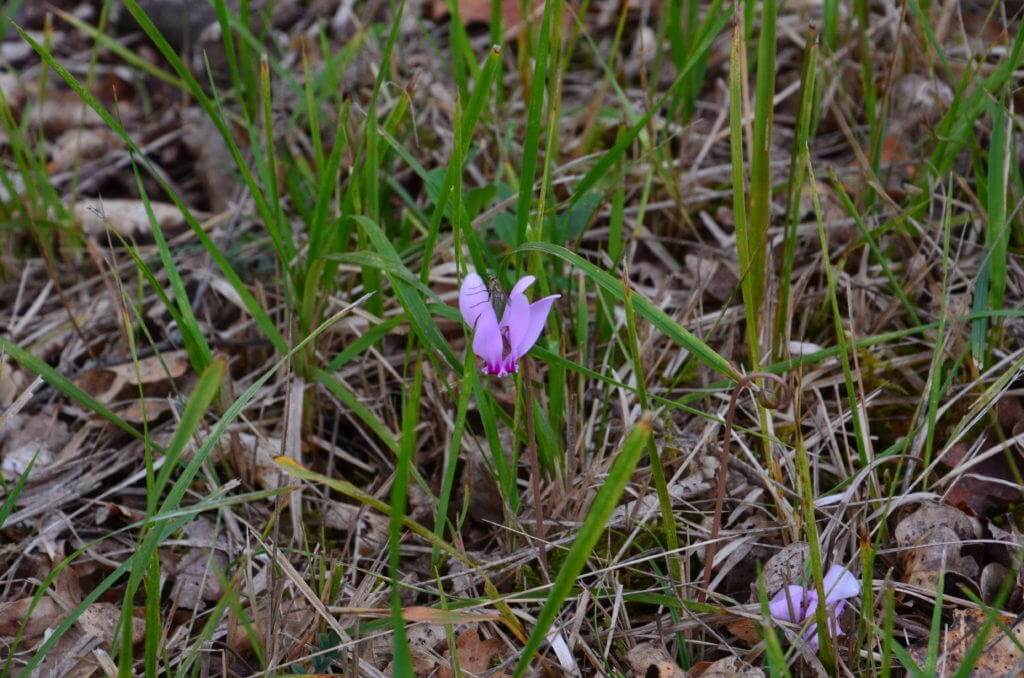Image of wild cyclamen persicum at Il Colombaio di Cencio, Gaiole, Chianti, Tuscany, Italy 