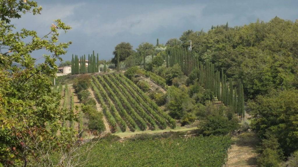 Image of the Vineyards at Il Colombaio di Cencio, Gaiole, Chianti, Tuscany, Italy