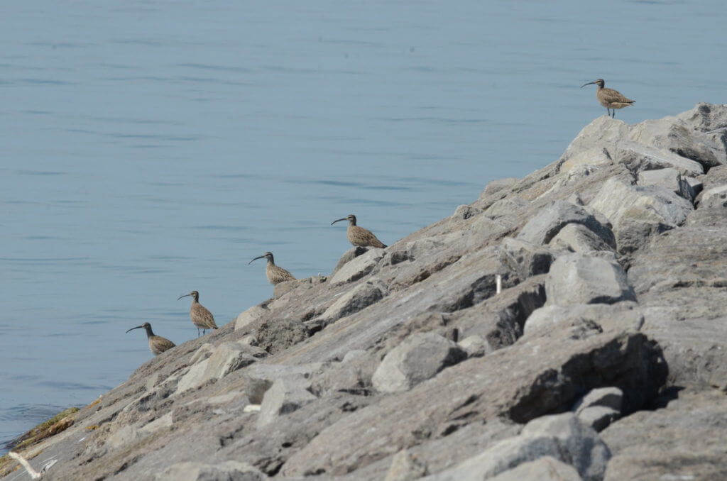 5 whimbrels along the lake ontario waterfront trail, ontario