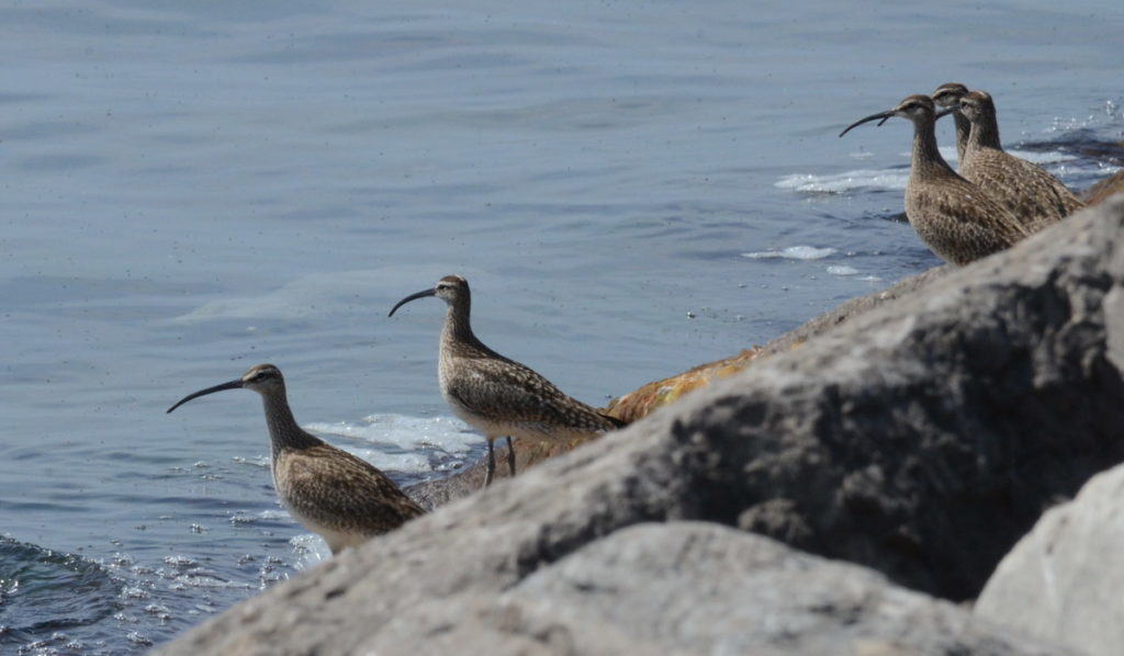 5 whimbrels along the lake ontario waterfront trail, ontario 2