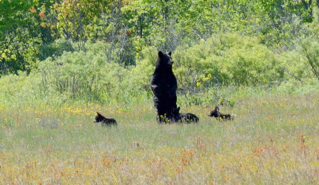 black bear mom standup at cameron alvar, ontario, 2