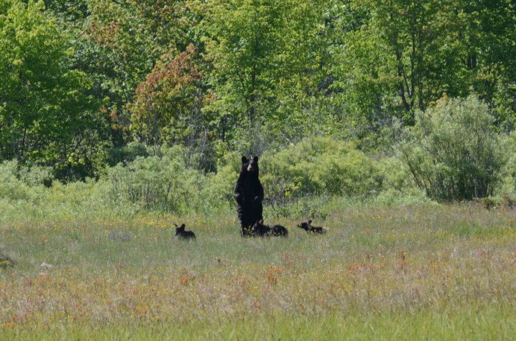 black bear mom standup at carden alvar, ontario