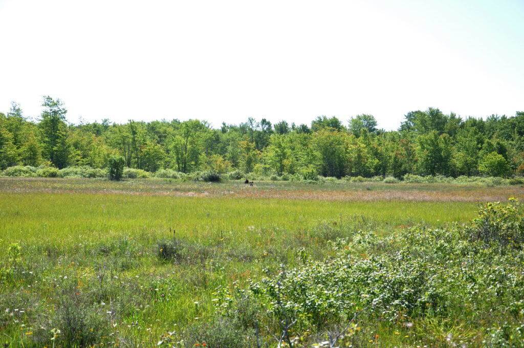 black bears at the carden alvar